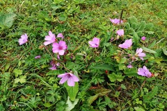 Geranium donianum